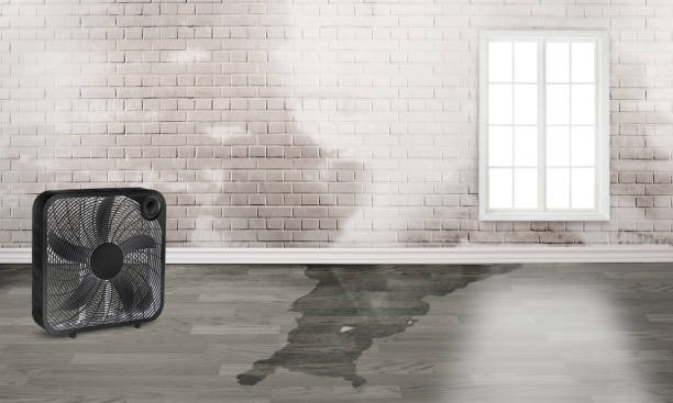 Best Professional water damage repair  in Carson, WA